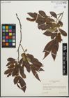 Foto von Salix pentandra L.